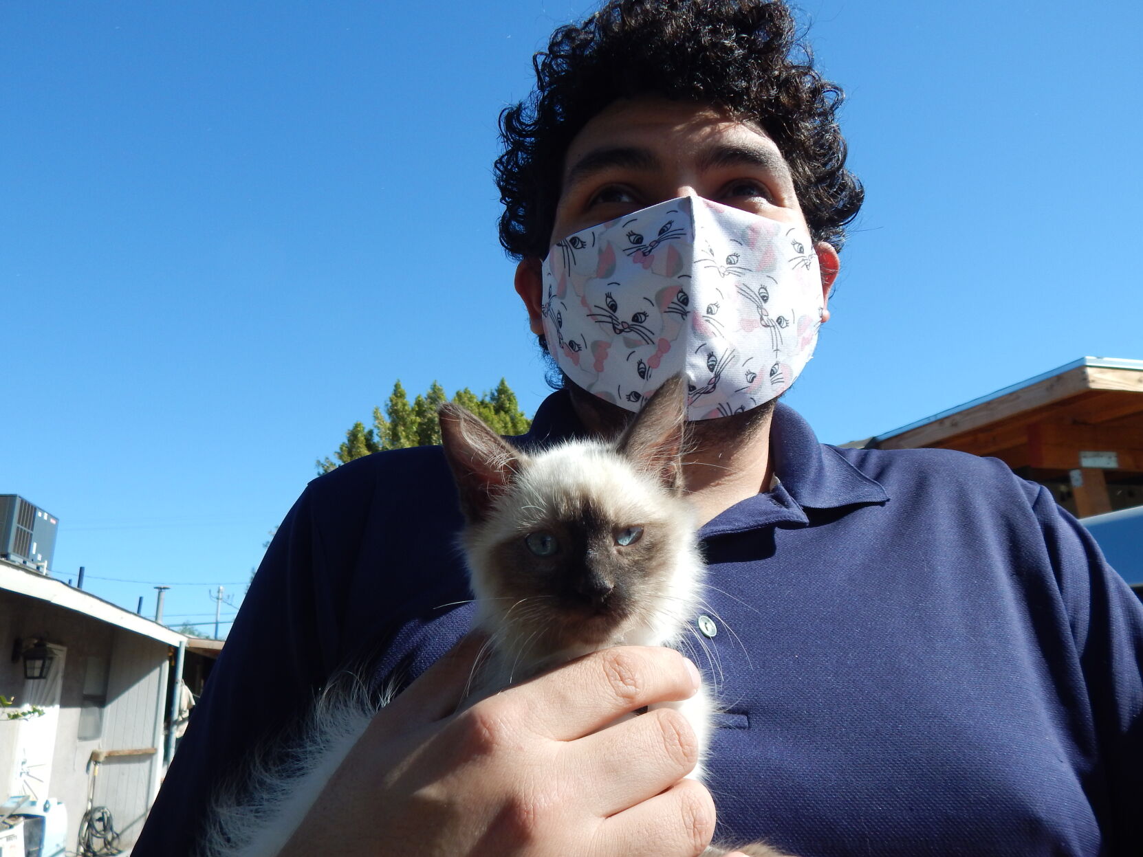 TooCuteKittens2